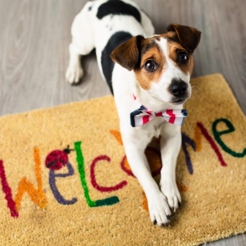 A puppy sitting on a welcome mat.