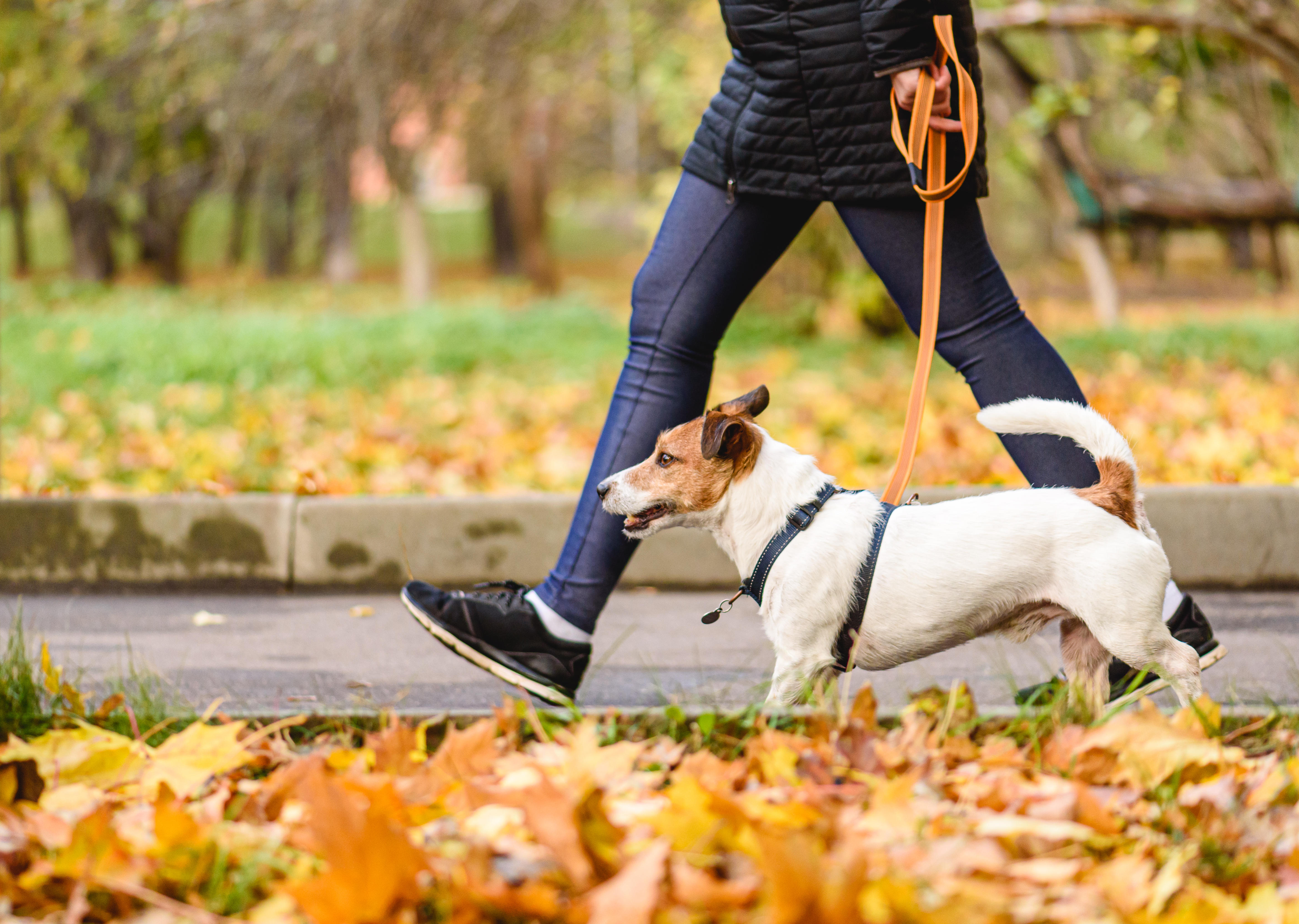 Person walking a dog on a lead, leash training