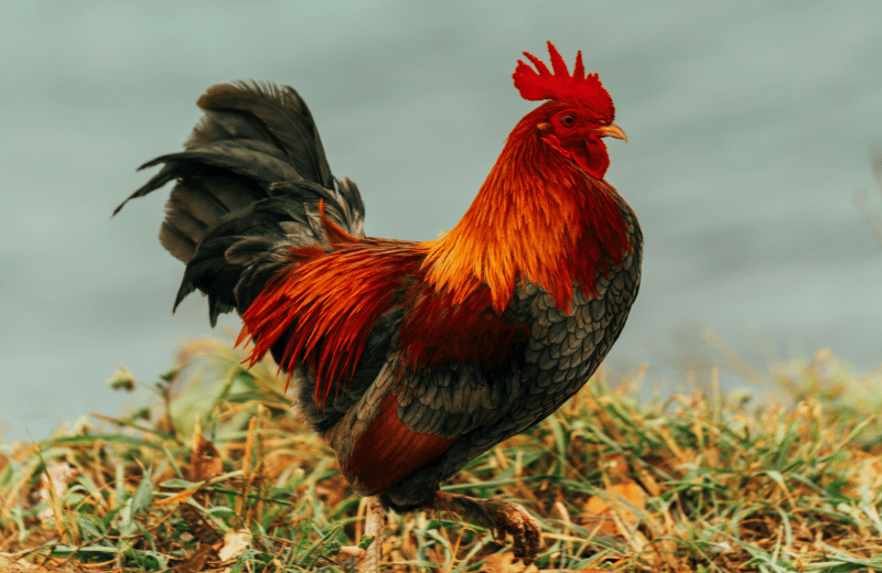 What Does Seeing a Rooster Mean?
