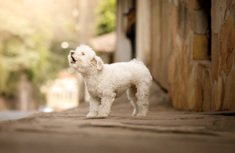 Image of a dog barking.
