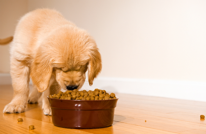 Puppy eating food from a bowl