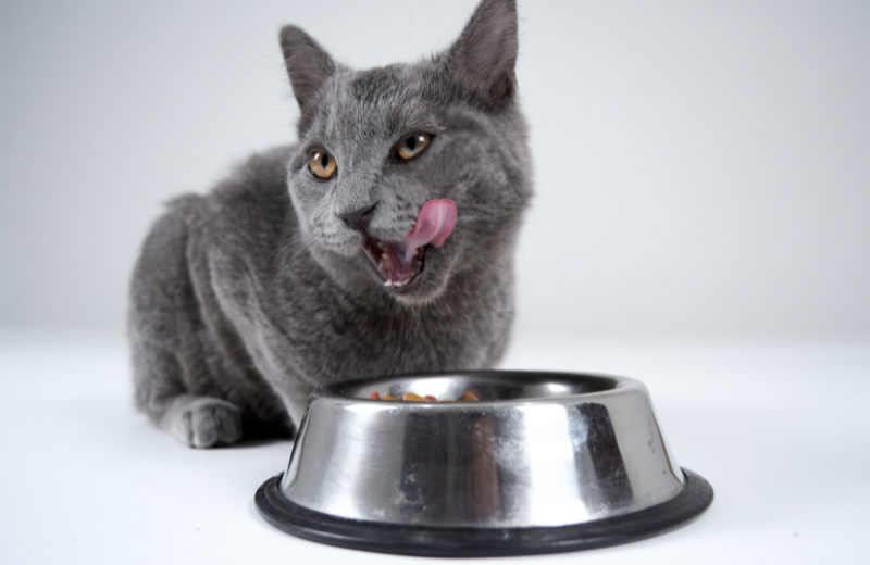 grey cat eating from food bowl