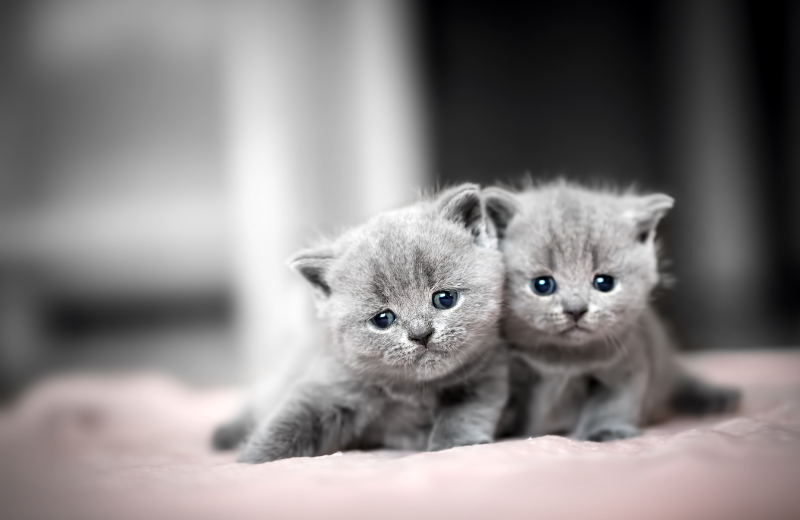 At What Age Do Cats Become a Bonded Pair
