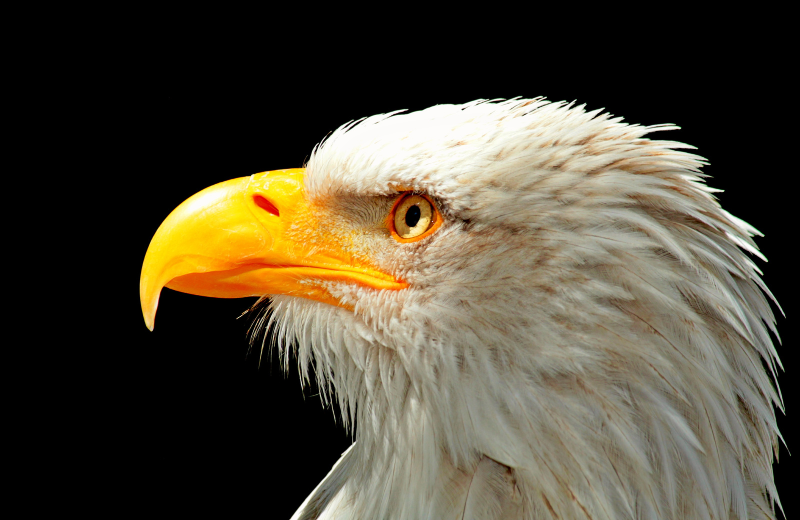 close up head shot of an eagle