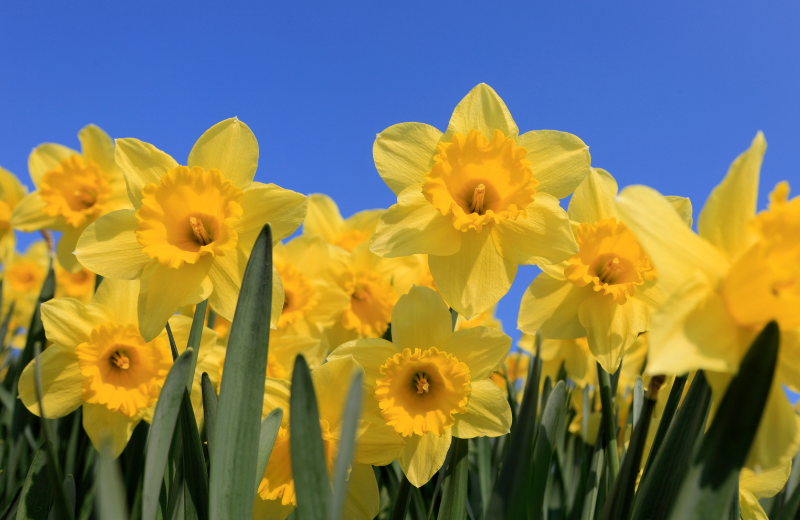 yellow daffodils blue sky
