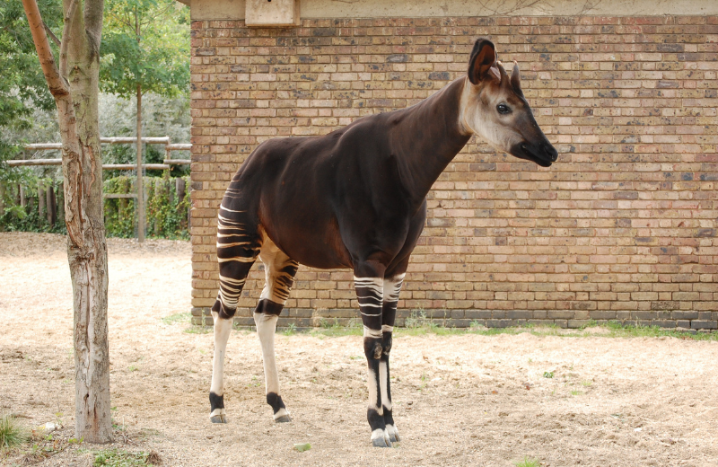 What Is an Okapi