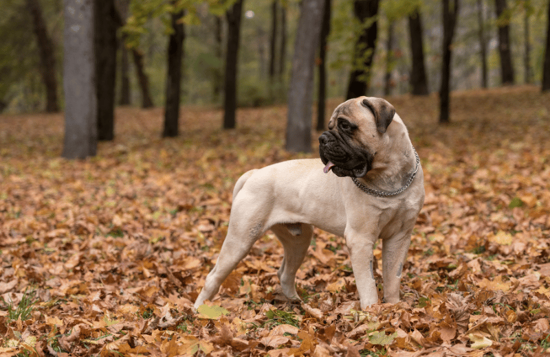 Bullmastiff