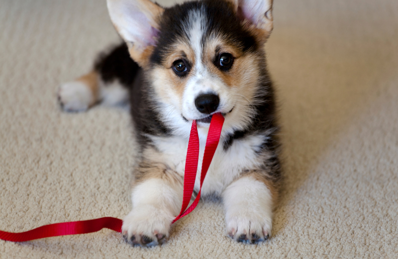 Tools for Puppy Socialisation