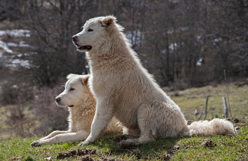 Dog Breeds with Low Prey Drive