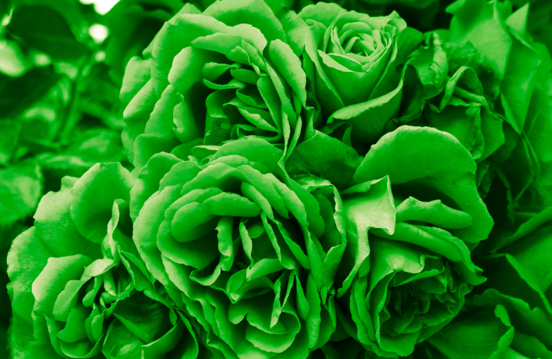 Green Roses