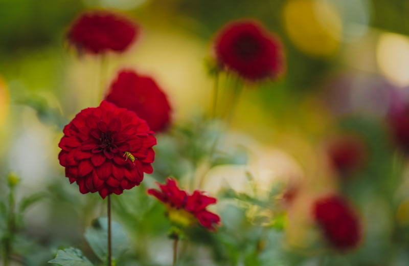 red Dahlias 