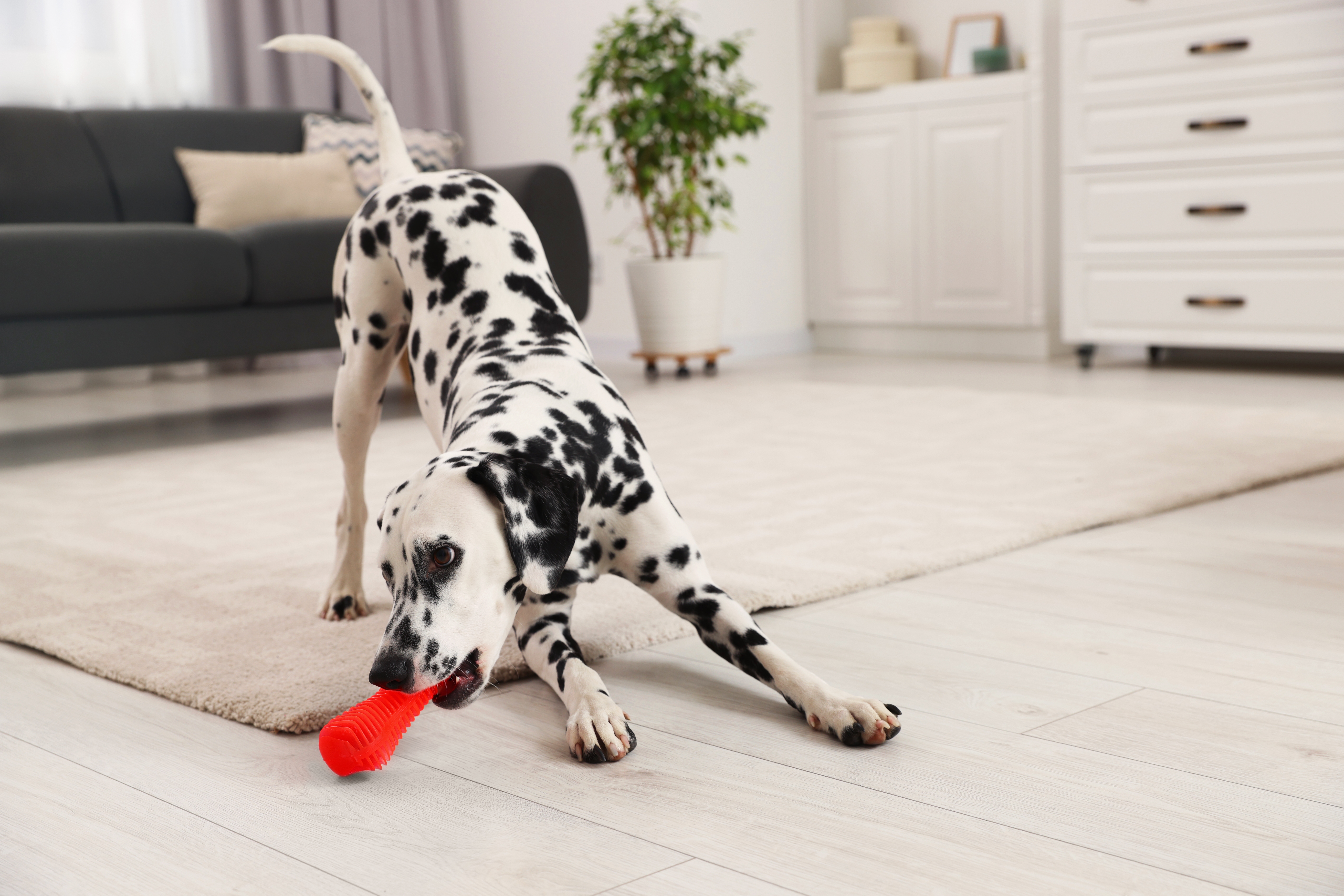 Spotty black and white dog playing with chew toy