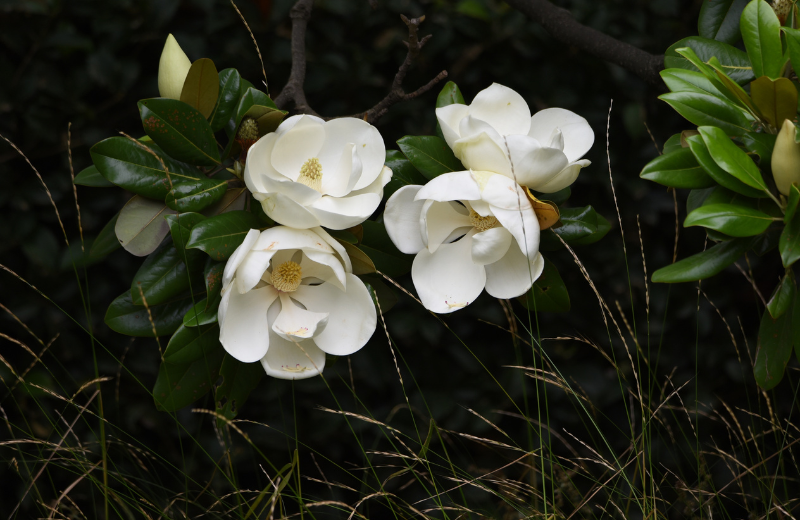 white magnolia flowers
