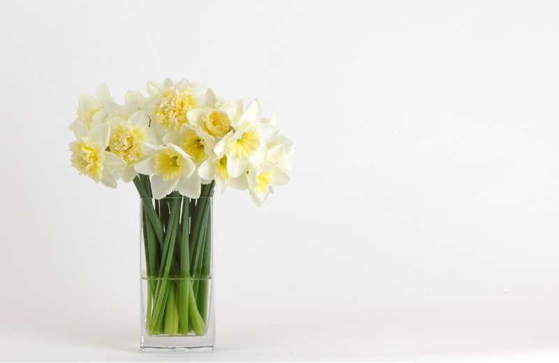 bouquet of daffodils in vase