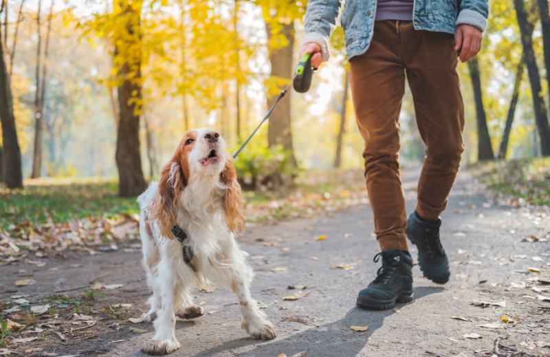 Why is My Dog Reactive to Other Dogs?