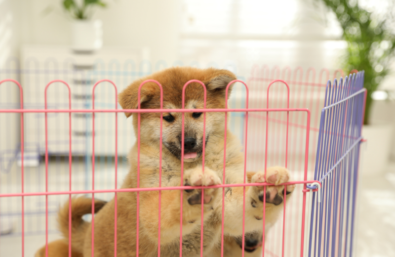 Puppy in a playpen