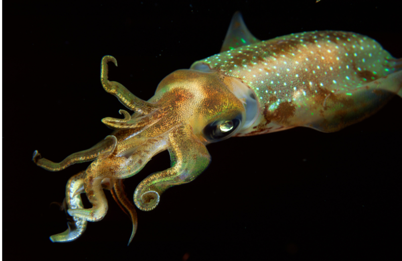 giant squid photo