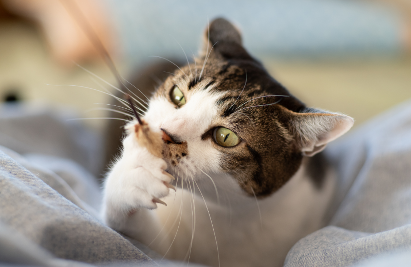 How do you Discipline a Cat for Knocking Things Over?