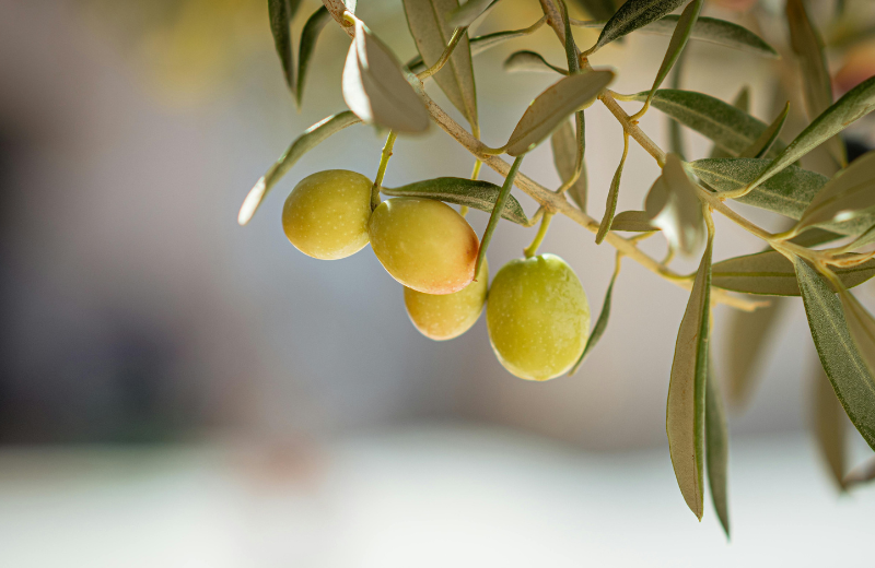 Olive Leaf