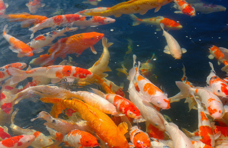 koi fish in pond