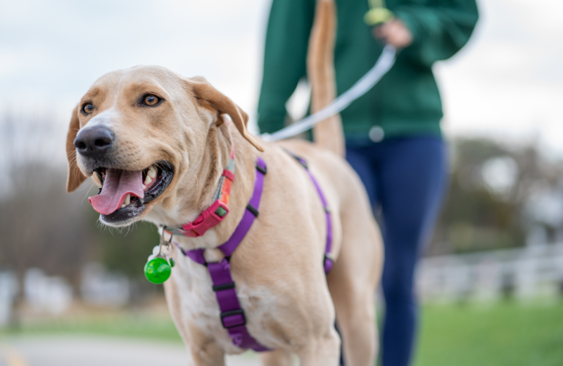 How to Manage Dog Parks and Public Spaces