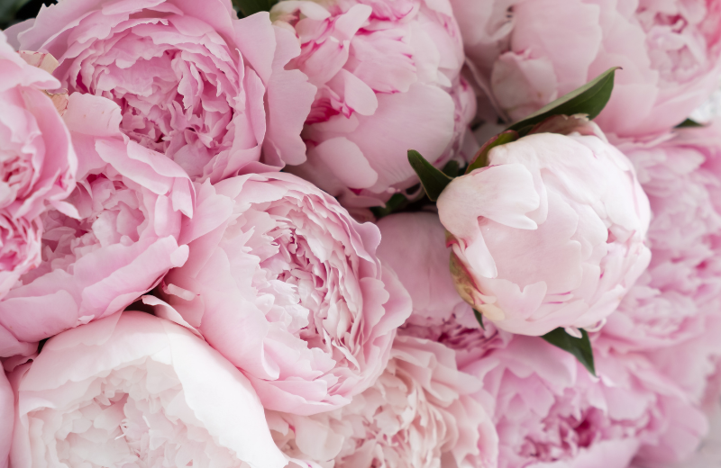 pink Peonies 