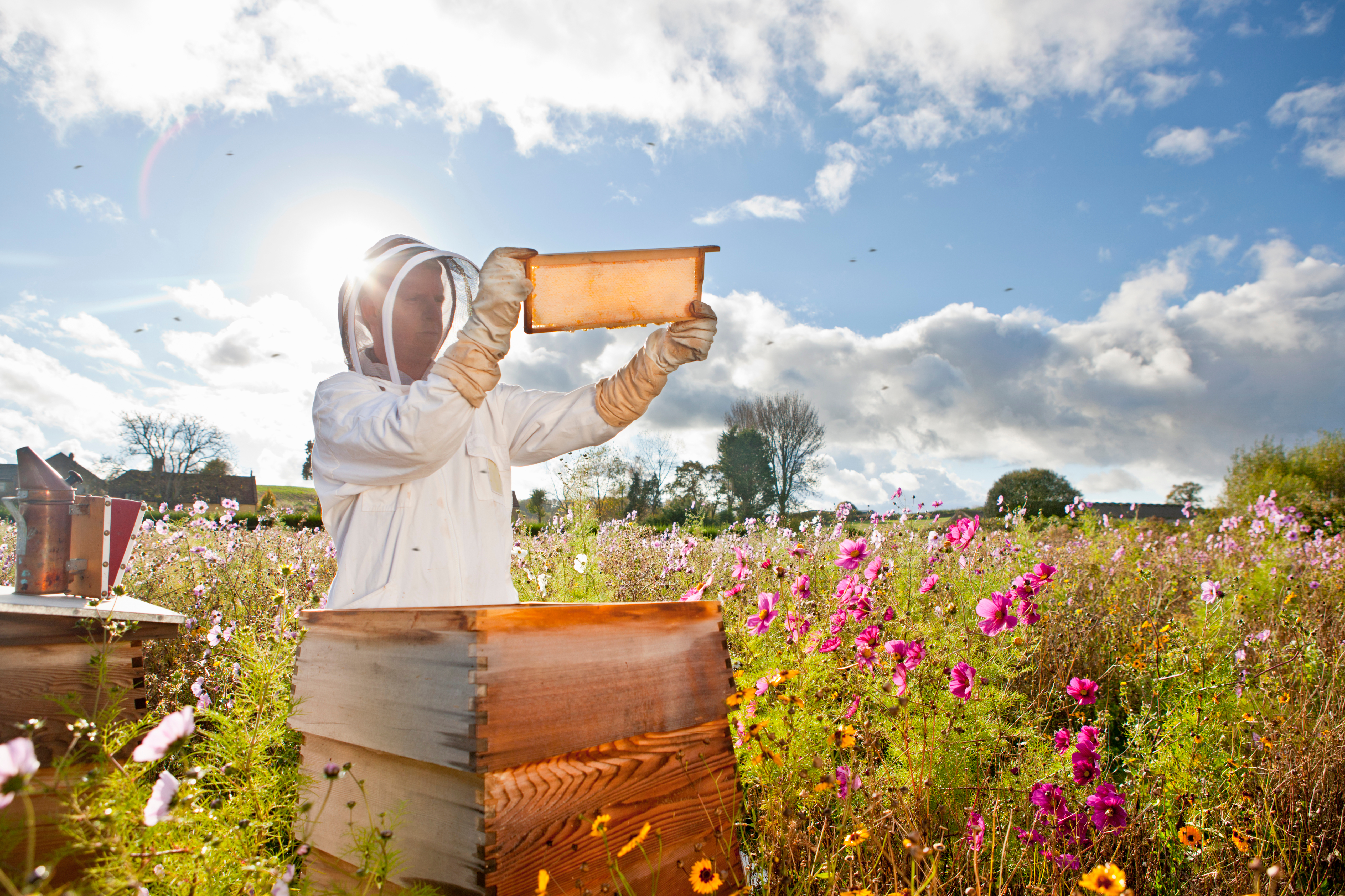 What Does a Beekeeper Do?
