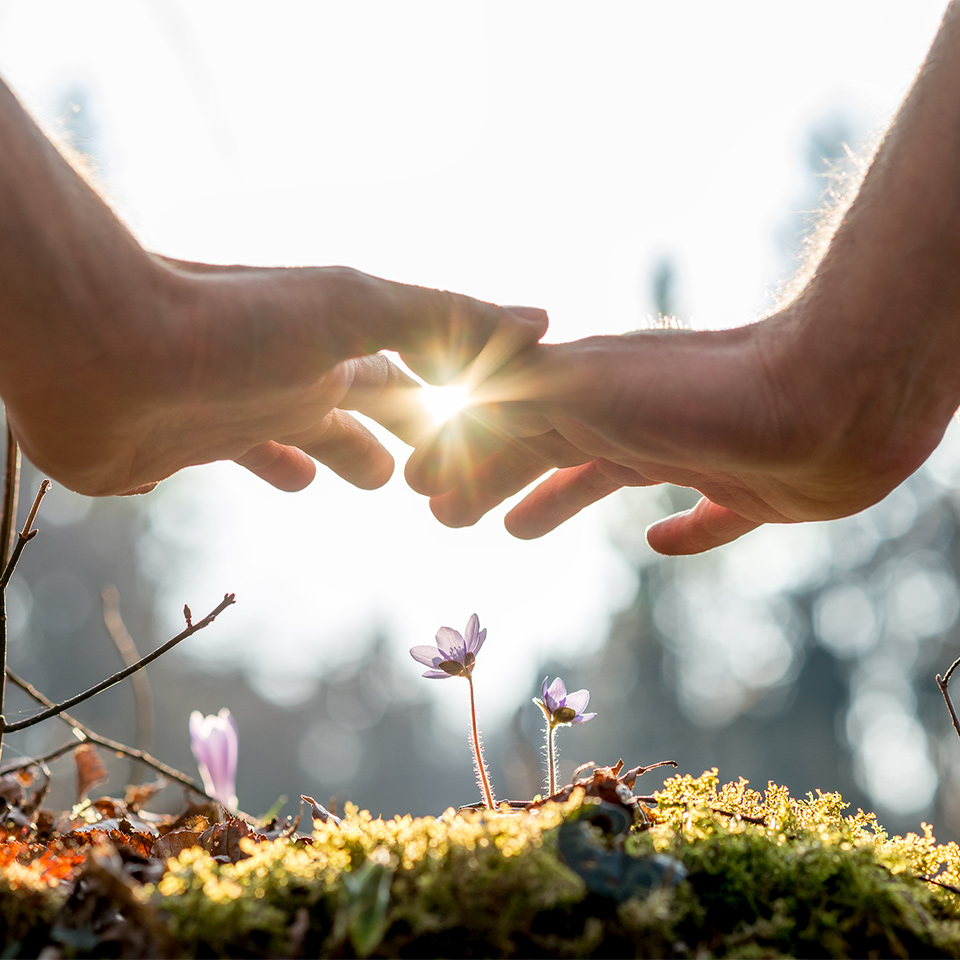A pair of hands held over small flowers