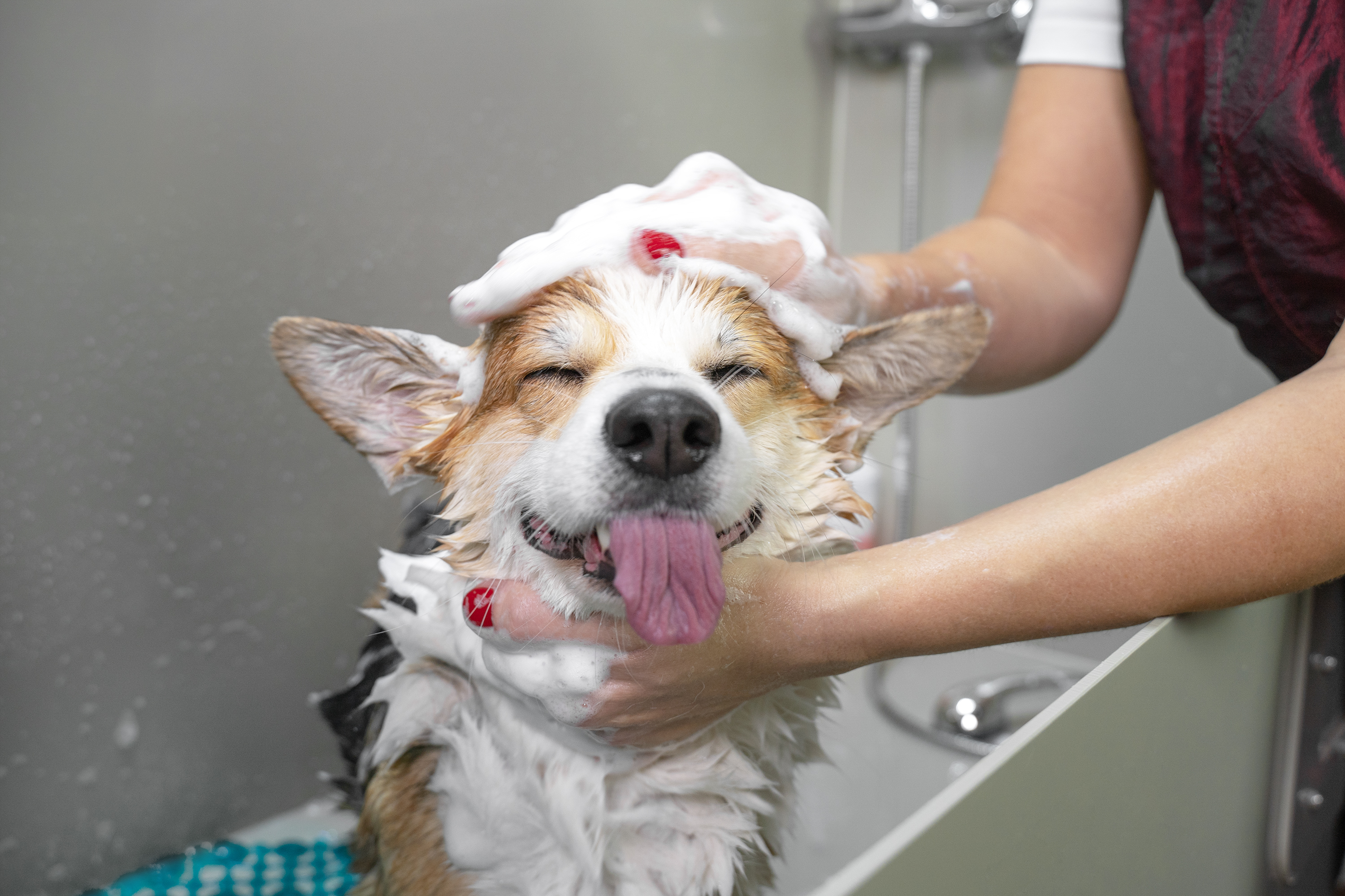 Dog groomer showering a corgi