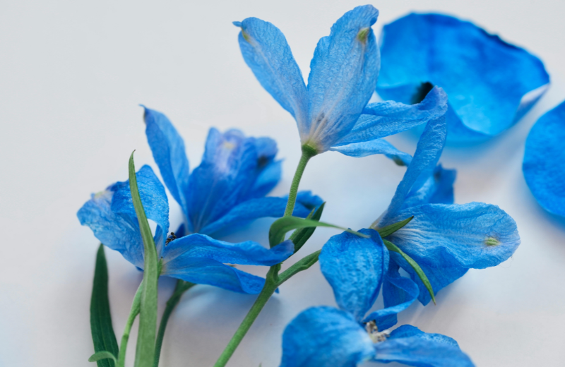 blue Delphinium 