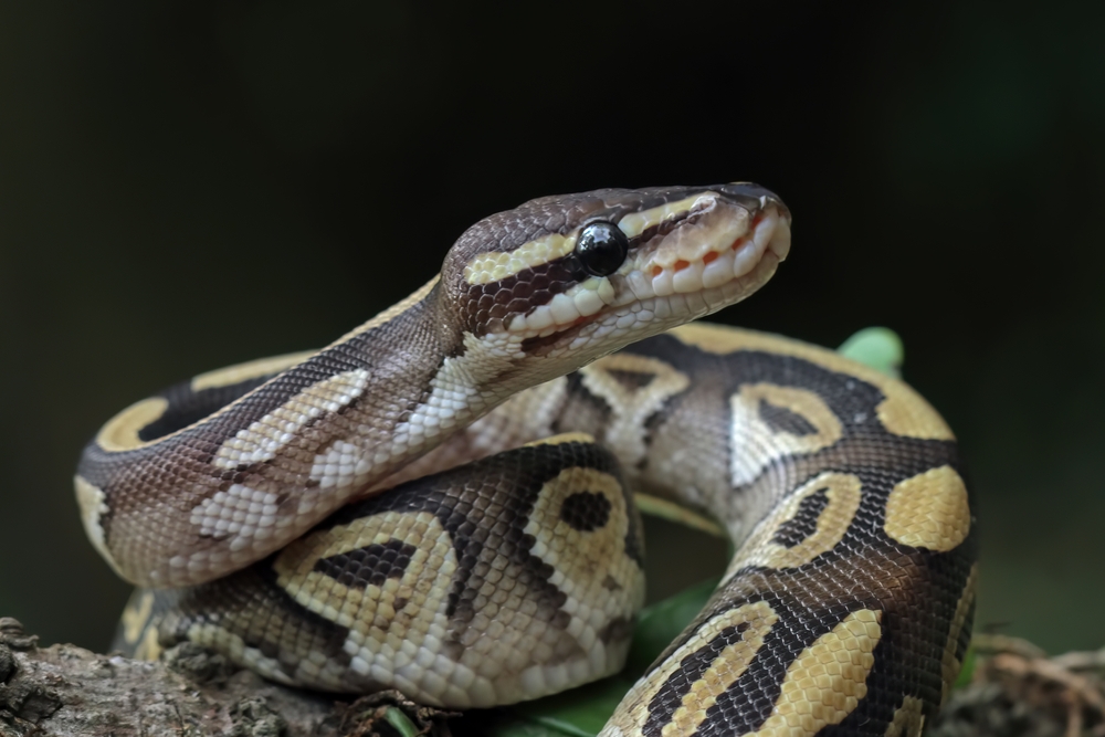 Ball Python