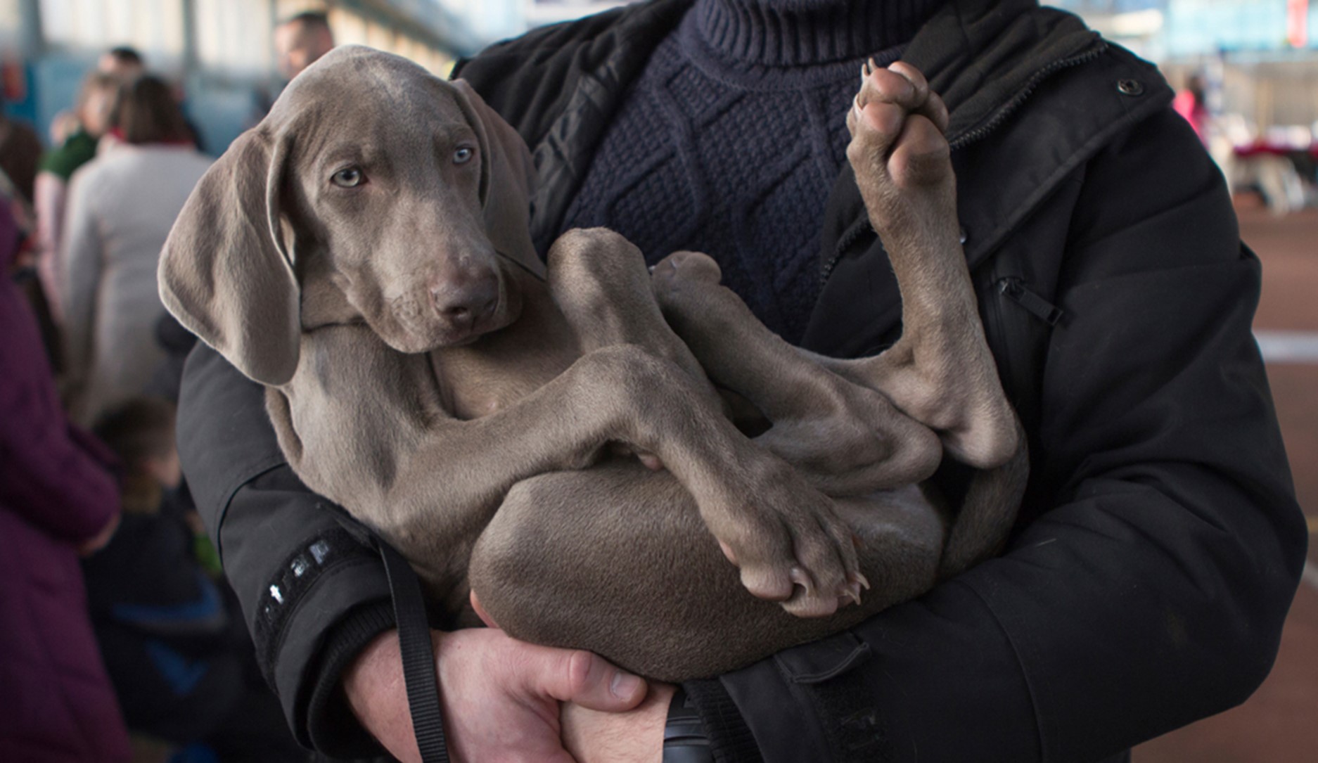 A large puppy being carried in someone's arms