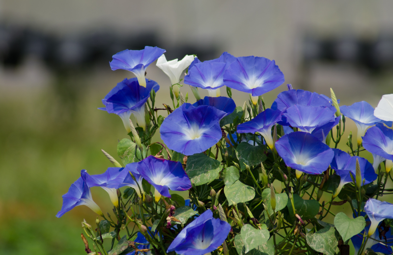 blue morning glories