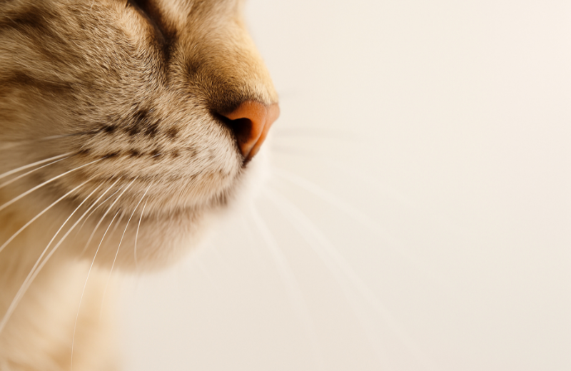 What Is Whisker Fatigue