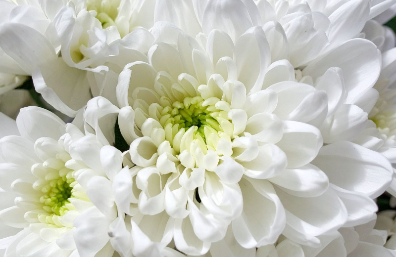 Colours of the November Flower