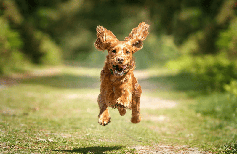 Brown happy dog running