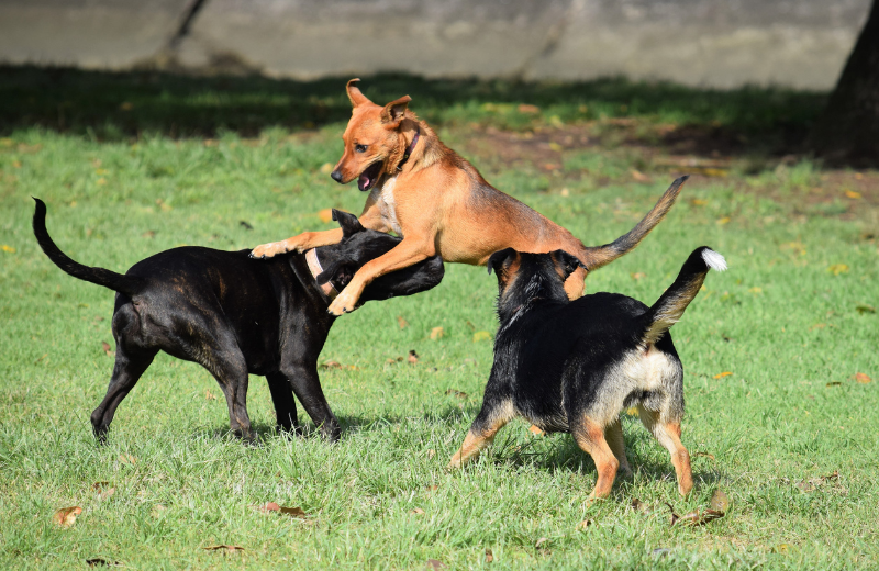 How to Tell if Dogs Are Playing or Fighting