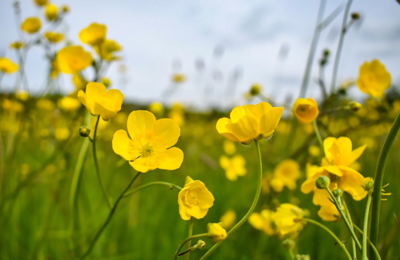 yellow buttercups in field