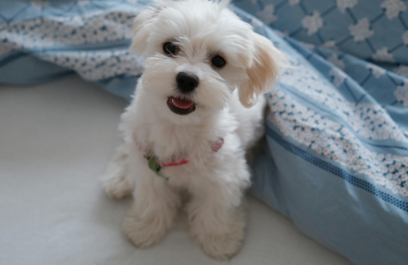 Best Dog Breeds for Seniors