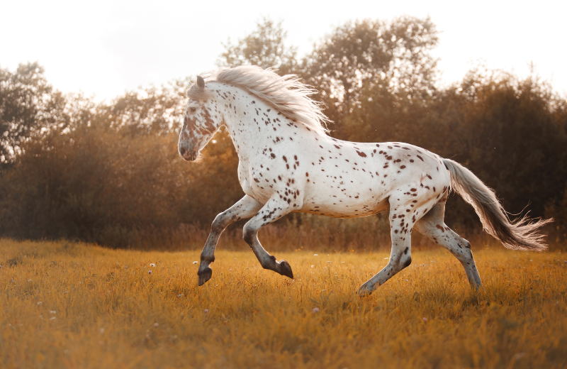 horse running through field