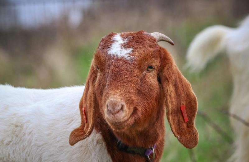 Year of the Goat Personality Traits
