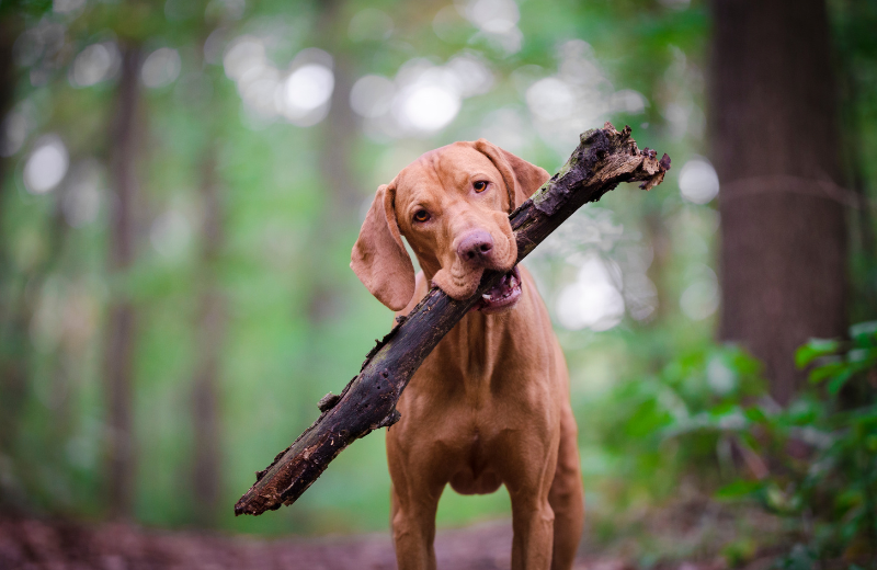 Crystal Healing for Animals Course