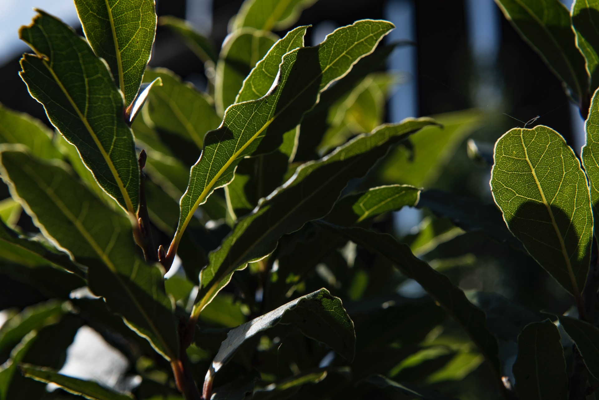 Bay Leaves Herb for Protection