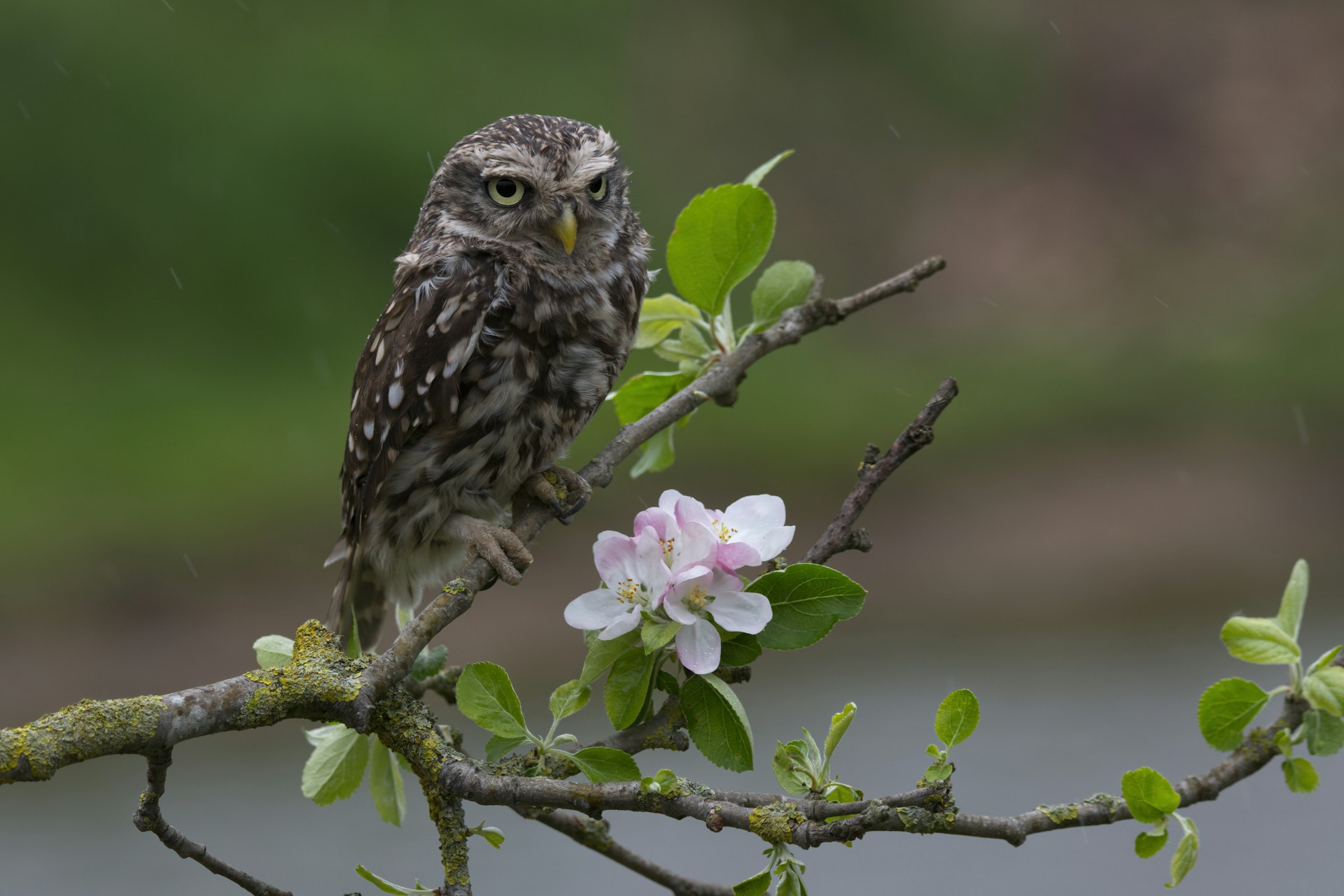 Little Owl