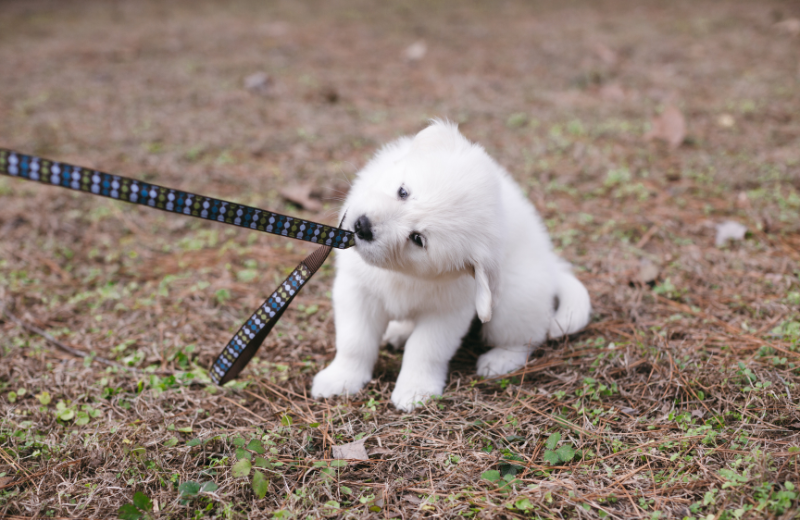 white puppy biting leash