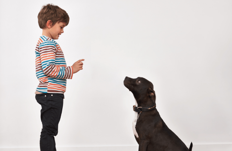 How to Help a Clingy Dog