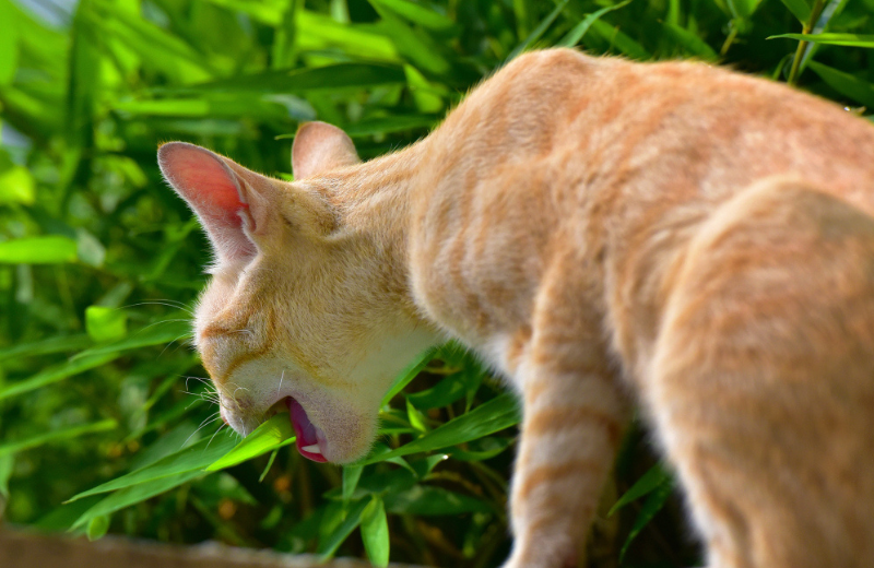 pica orange cat eating plant