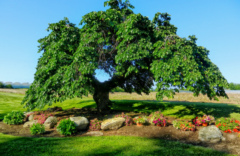 The Benefits of Slippery Elm