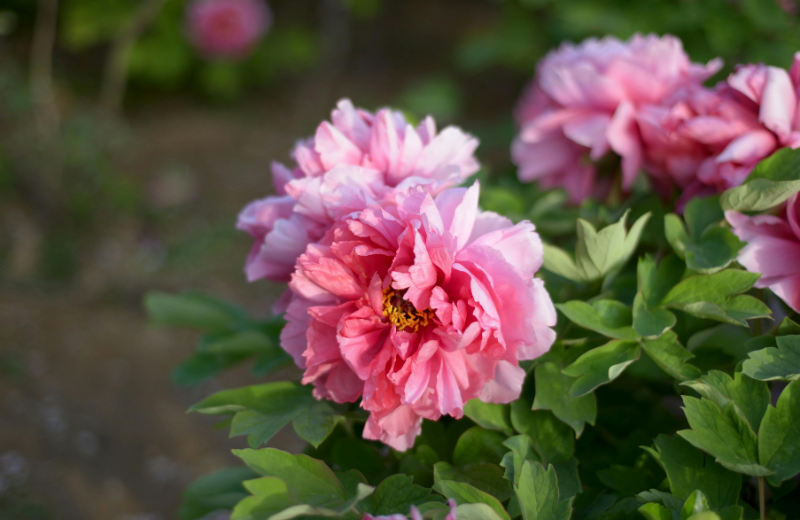 pink carnations