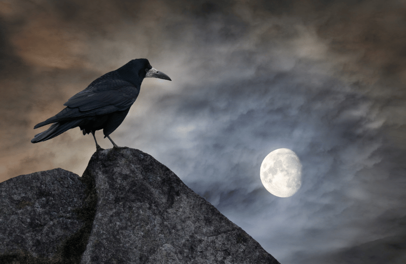 Common Birds and Their Spiritual Meanings